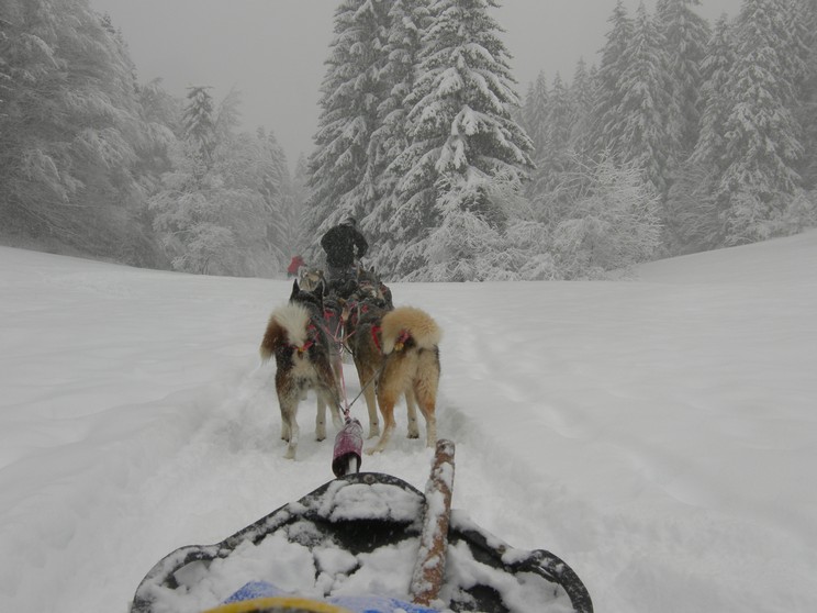 Chiens de traineaux